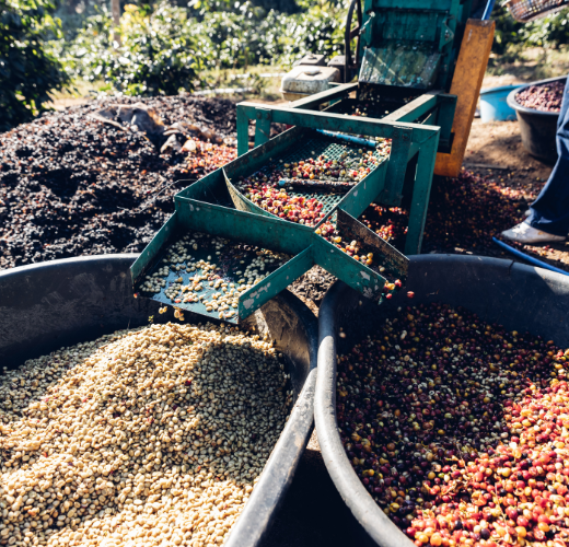 Understanding How Coffee is Processed