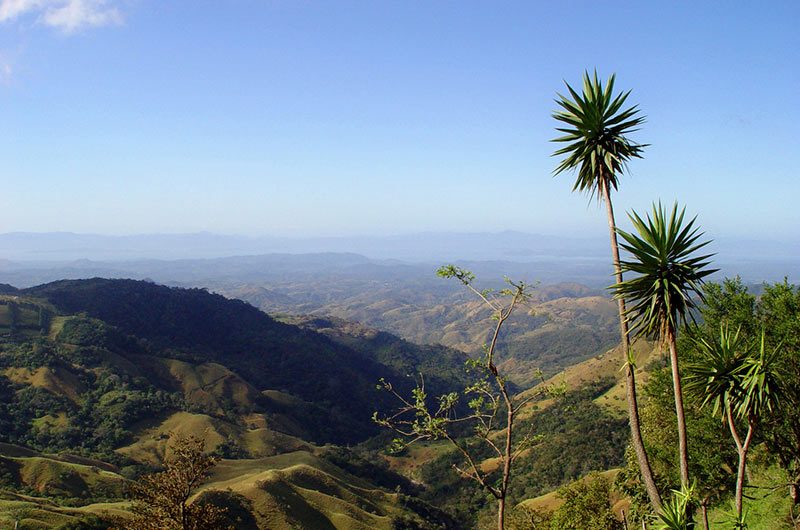 Costa Rican Coffee