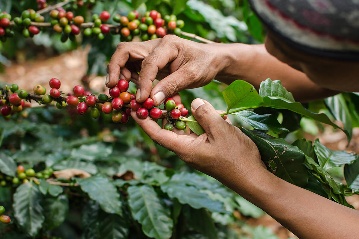 harvesting coffee cherries