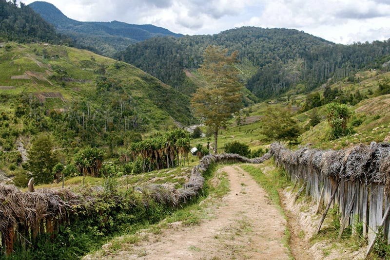 papua new guinea coffee