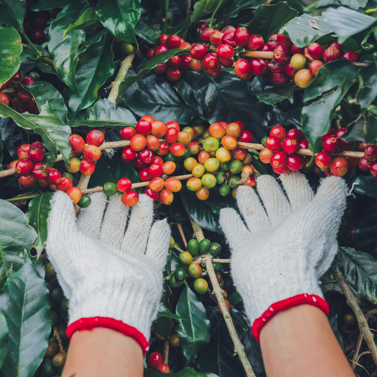 Single Origin Sampler