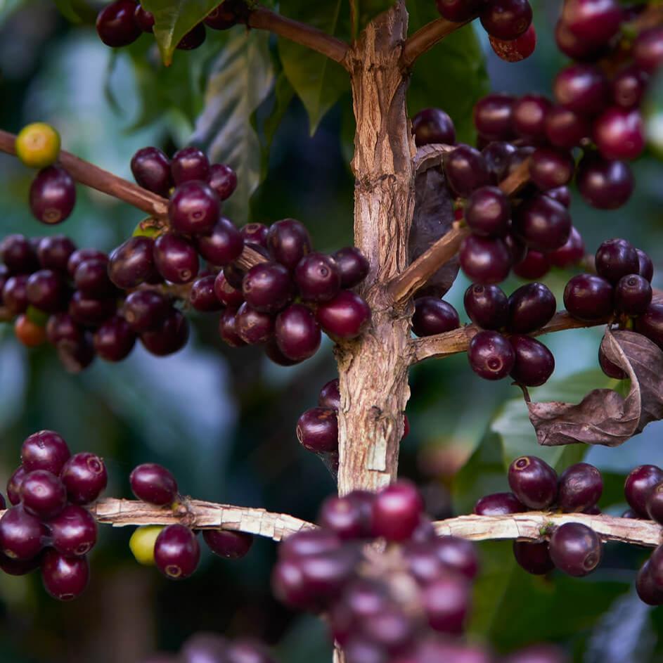 Guatemala La Dama