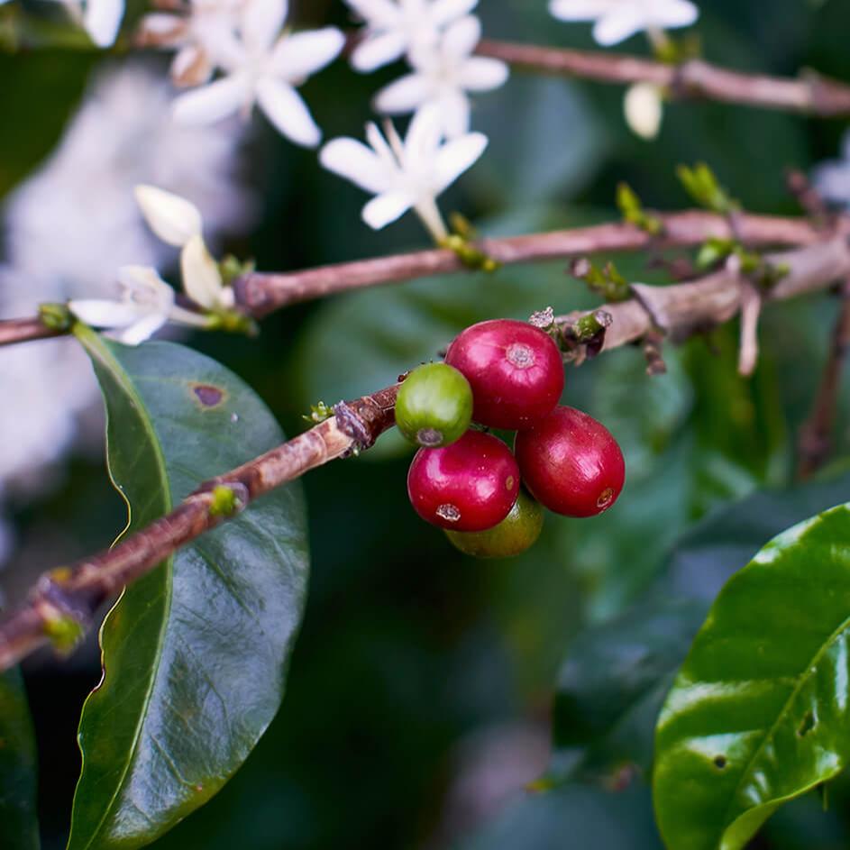 Decaf Colombia Excelso