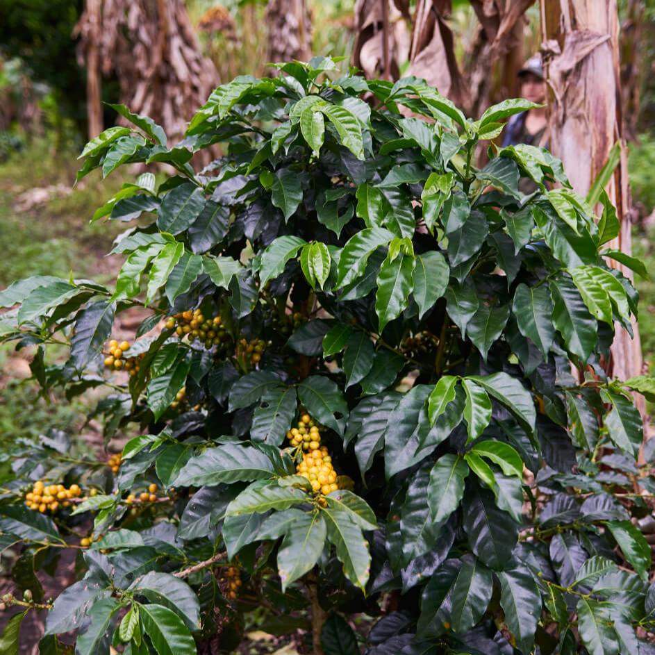 Colombia Excelso