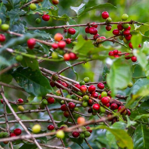 Ethiopia Kayon Guji